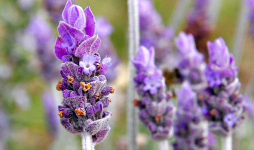 Health-Ade Photography